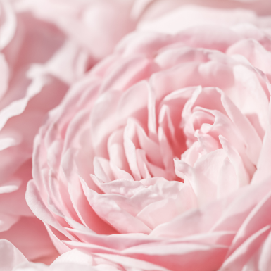 Florale Düfte Les Senteurs Gourmandes 12 Florale Düfte Les Senteurs Gourmandes Parfum Fleuris